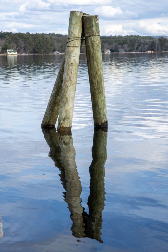 New timber piles standing in calm water